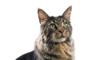 Domestic Shorthair cat