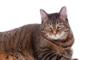 an overweight adult domestic shorthair cat