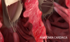 anatomia cardiaca