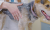 veterinary examining a dog on exam table