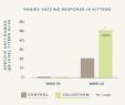 rabies-vaccine-in-kittens-immunity-colostrum