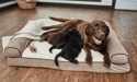 labrador marrone che allatta quattro cuccioli