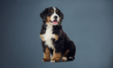 Large Breed Puppies Rapid Growth Is Not Optimal Growth