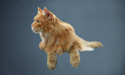 yellow cat with a blue background