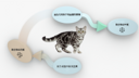 益生菌-猫
