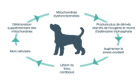 diagramme de mitochondries de chien