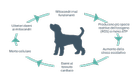 diagrammi mitocondriali del cane