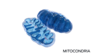 mitocondrias