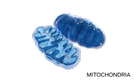 mitochondria