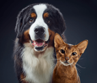 一只犬和一只猫并肩看着镜头