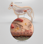 Purina研究所肠脑轴