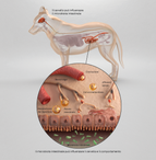 asse intestino-cervello dell'istituto purinico