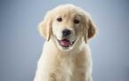 purina-institute-immunity-colostrum-dog