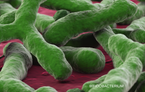 bifidobacterium
