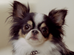 kleiner Hund