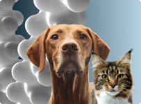 Cat and dog