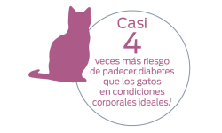 Un riesgo de diabetes casi cuatro veces mayor que el de los gatos en condiciones corporales ideales.