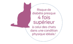 Risque de diabète presque quatre fois supérieur à celui des chats dans une condition physique idéale.