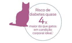 Risco de diabetes quase quatro vezes maior do que gatos em condição corporal ideal.