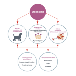 Obesidad. Efecto mecánico del peso excesivo. Inflamación crónica, mediadores y hormonas inflamatorios, tejido adiposo. Estrés oxidativo, daño celular acelerado. Consecuencias fisiológicas: Resistencia a la insulina, estrés articular. Riesgos potenciales: enfermedad, cojera, diabetes.
