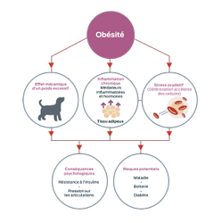 Obésité. Effet mécanique du surpoids. Inflammation chronique, médiateurs inflammatoires et hormones, tissu adipeux. Stress oxydatif, détérioration accélérée des cellules. Conséquences physiologiques : résistance à l'insuline, pression sur les articulations Risques : maladies, boiterie, diabète.