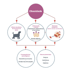 Obesidade. Efeito mecânico do excesso de peso. Inflamação crônica, mediadores inflamatórios e hormônios, tecido adiposo. Estresse oxidativo, dano celular acelerado. Consequência fisiológica: resistência à insulina, estresse articular. Riscos potenciais: doença, fraqueza, diabetes.