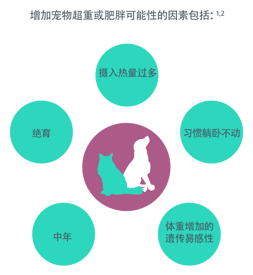 增加宠物超重或肥胖可能性的因素包括:<sup>1,2.</sup>年龄、绝育、卡路里摄入过多、久坐不动的生活方式、体重增加的遗传倾向。