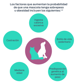 Estos son algunos de los factores que aumentan la probabilidad de que una mascota tenga sobrepeso u obesidad<sup>1,2</sup>: la edad, la castración, la ingesta excesiva de calorías, un estilo de vida sedentario y la predisposición genética al aumento de peso.