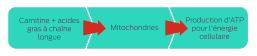 Carnitine and LCFAs > Mitochondria > ATPs for cell energy