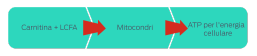 Carnitina + LCFA > Mitocondri > ATP per l'energia cellulare