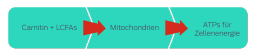Carnitin und LCFAs > Mitochondrien > ATPs für Zellenergie