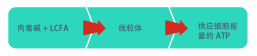 肉碱和长链脂肪酸 > 线粒体 > 保证细胞能量供应的三磷酸腺苷