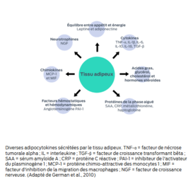 Tissu adipeux - facteurs hémostatiques et hémodynamiques (Angiotensinogène PAI-1), chimiokines (MCP-1 et MIF), neurotrophines (NGF), équilibre entre appétit et énergie (leptine et adiponectine), cytokines (TNF-α, il-1β, il-6, il-10, IL-18, TGF-β), acides gras, glycérol, cholestérol et hormones stéroïdiennes, protéines de phase aiguë (SAA, CRP, métallothionéine, haptoglobine)