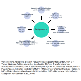 Fettgewebe – Hämostatische und hämodynamische Faktoren (Anglotensinogen PAI-1), Chemokine (MCP-1 und MIF), Neurotrophine (NGF), Appetit und Energiebilanz (Leptin und Adiponektin), Zytokine (TNF-α, IL-1β, IL-6, IL-10, IL-18, TGF-β), Fettsäuren, Glycerin, Cholesterin und Steroidhormone, Akute Phase-Proteine (SAA, CRP, Metallotheinin, Haptoglobin)