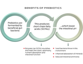 benefits_of_prebiotics.png