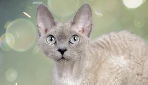 cinzento - devon - rex - cat