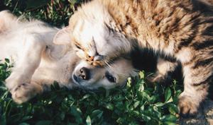 Cat cuddling with a dog on the grass