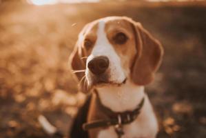 image-content-2-testpage