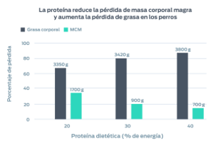 La proteína reduce la pérdida de MCM y aumenta la pérdida de grasa en los perros. En este gráfico, se muestra el porcentaje de pérdida (grasa corporal y masa corporal magra) en comparación con el porcentaje de proteína dietética en la dieta.
