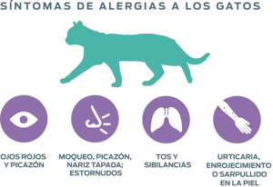 neutralizantes-alérgenos-síntomas-de-alergias-a-los-gatos