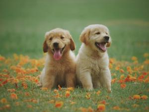 dogs-image