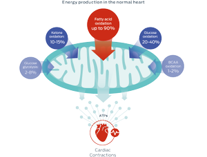energy production in the normal heart