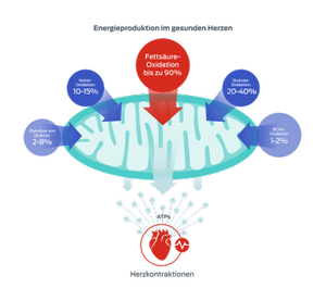 Grafik zum Thema Fettsäuren