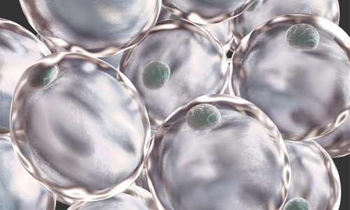 Fat Cells - Managing a Healthy Weight