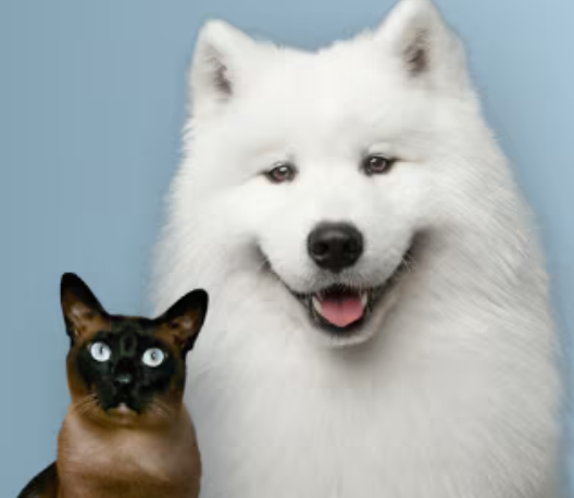 Cat and dog