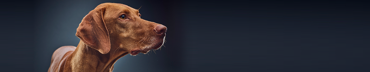 comportamentos associados ao envelhecimento