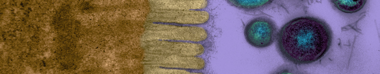 Instituto Purina Eje intestino-cerebro Gut-cilia