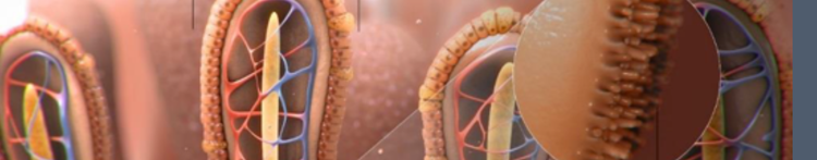 purina-instituto-prebióticos