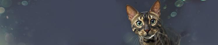 neutralizing-allergens-landing-page