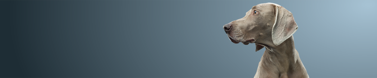 Kurzhaariger grauer Hund schaut nach links